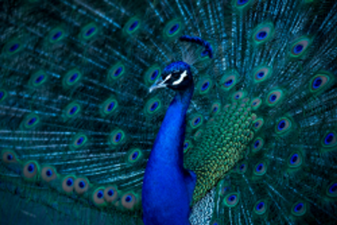 Peacock